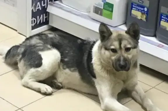 Найдена собака в Калуге на Правом берегу