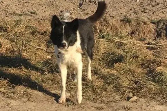 Пропала собака в Коломенском районе, зовут Бим.