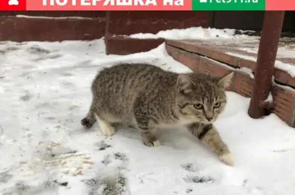Найден котенок в Москве на парковке ТЦ