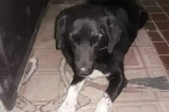 Найдена собака в Волгодонске