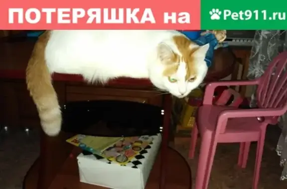 Пропал кот в Волгодонске, район Строителей д7