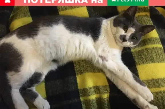 Найдена домашняя кошка в Нижней Дуброве!