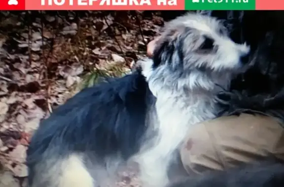 Собаки потеряшки, деревня Корнилово, фото: Потеряшка собака Шустрик в Шушенском районе, вознаграждение 5000 руб.
