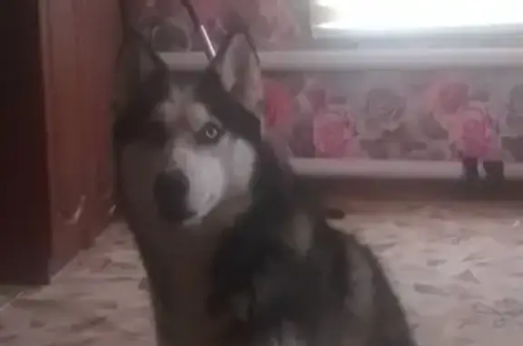 Пропала собака Хати в Урюпинске