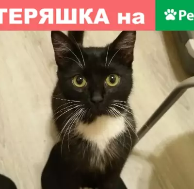 Найден котенок в Гатчине, около гостиницы Нестерова.
