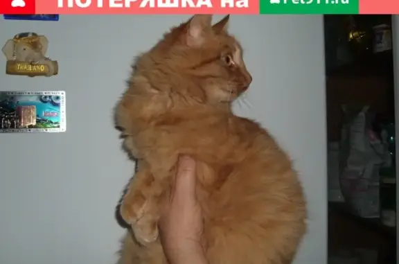 Кошки потеряшки, Вареновка, фото: Потеряшка кошка в селе Вареновка, Ростовская область