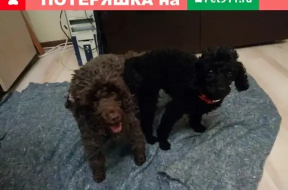 Пропала собака Яша в Новочеркасске