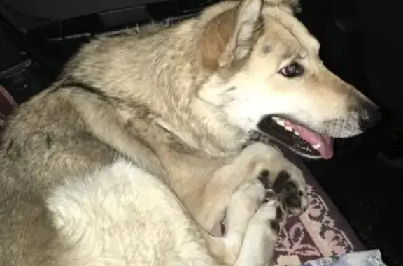 Собаки потеряшки, Ульяновск, фото: Потеряшка собака в Ульяновске