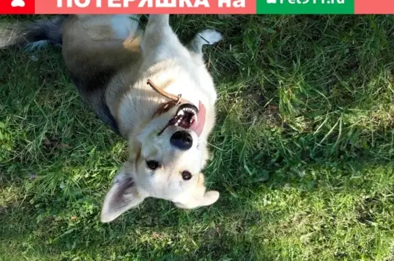 Пропала собака Мила в Кстово, Нижегородская обл.