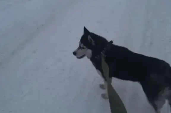 Пропала собака Ума в Белово, Кемеровская область