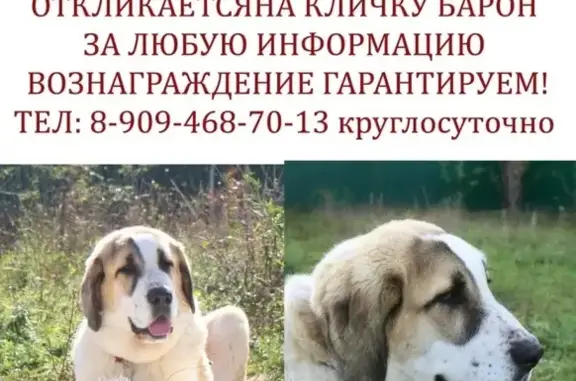 Пропала собака в Борисовке, Краснодарский край
