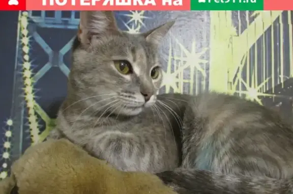 Пропала кошка Фися на Заре, Волжск, Республика Марий Эл