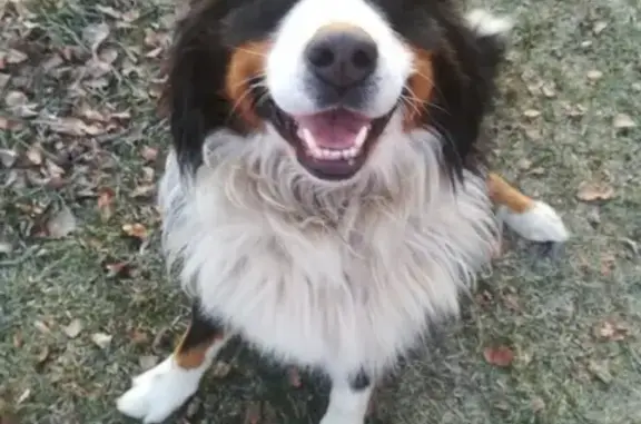 Собаки потеряшки, деревня Большая Субботиха, фото: Потеряшка пёс Барон в Большой Субботихе