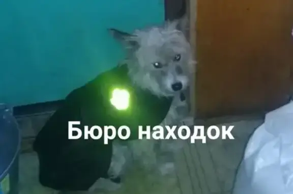 Найдена собака в костюме в районе сульфата, звонить Женя Россия