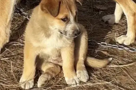 Пропал щенок возрастом 2 мес в районе бетонного завода, Глазов, Удмуртская Республика