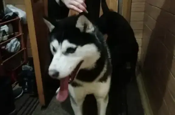 Найдена собака в Тобольске