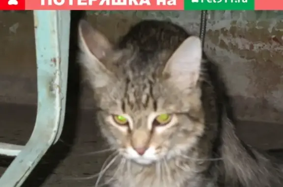 Найдена кошка на Мира 56, Березники