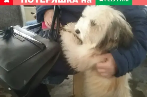 Найдена собака в трамвае #3, Саратов