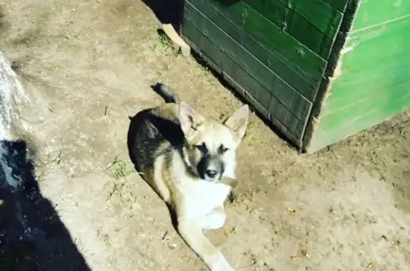 Пропала собака Марта в Торжоке