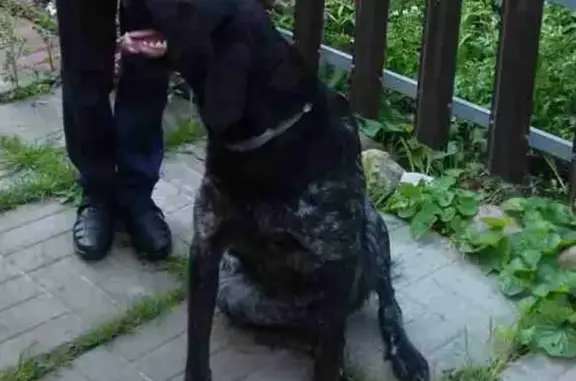 Пропала собака в Коломне, ищем Пегу!