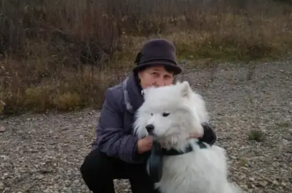Пропала собака на Запсибе, Новокузнецк