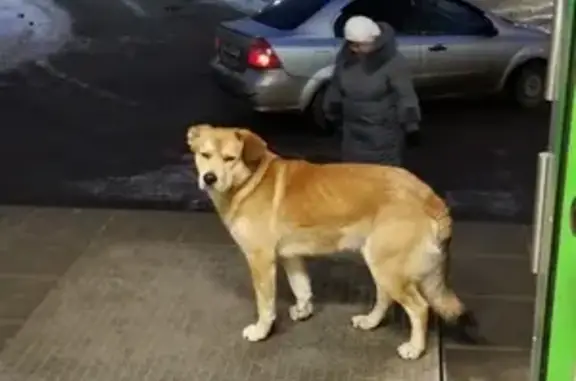 Найден ухоженный пёсик у Пятерочки в Казани