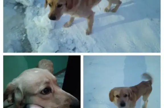 Найдена рыжая собака в Ноябрьске, без ошейника