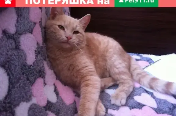 Пропал кот Барик в Боровске, Калужская область