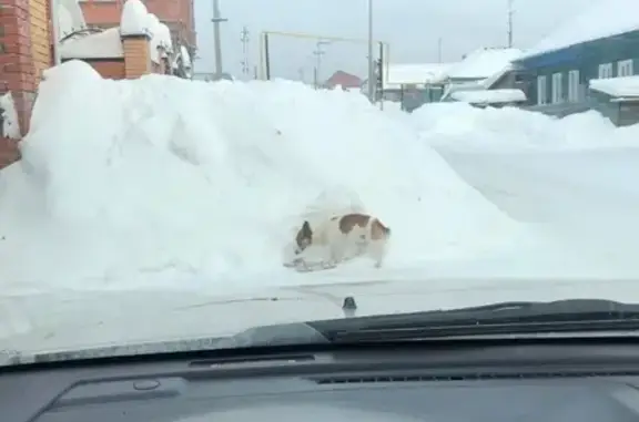 Потерянный пес на ул. Победы, Новосибирск