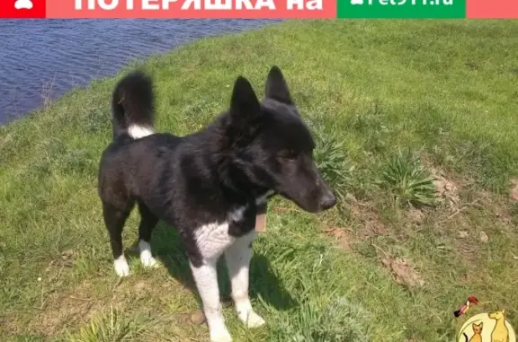 Пропал пёс в Волгоградской области, возможно в Ленинске