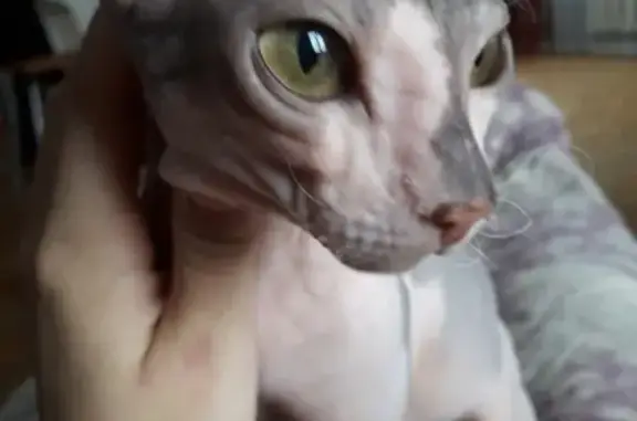 Найдена кошка сфинкса в Сибае