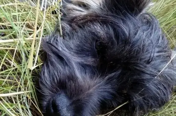 Пропала собака Чери в парке Южный, Воронеж