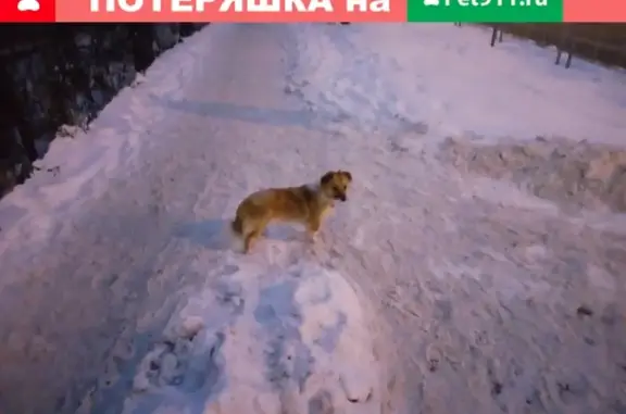 Найдена собака на ул. Карла Маркса, 104 в Тюмени