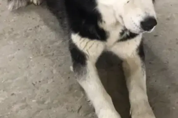 Найдена собака Хаски в Луховицах