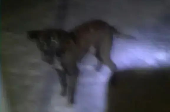Собака найдена в Колташево, Россия