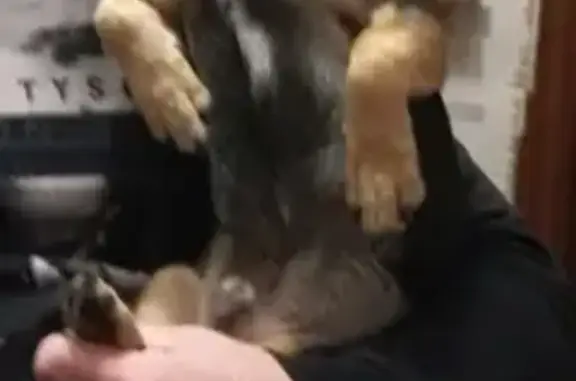 Собаки потеряшки, Иваново, фото: Потеряшка собака Арчи на ул. Пушкина в Иваново