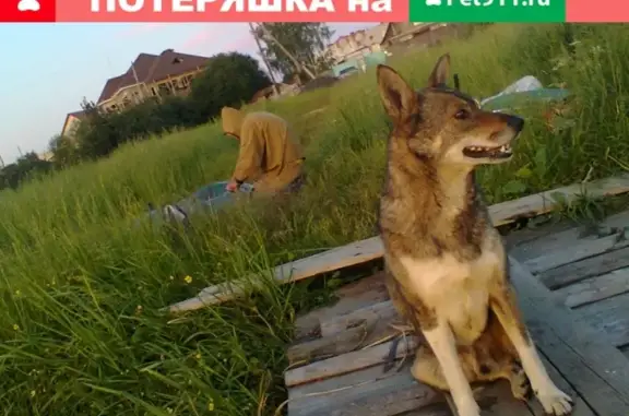 Пропала собака в Максимовке: кобель без левой задней лапы