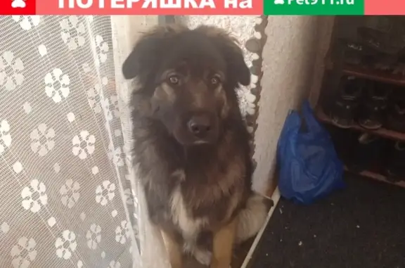 Пропала собака в районе СНТ Якорь, Тюмень