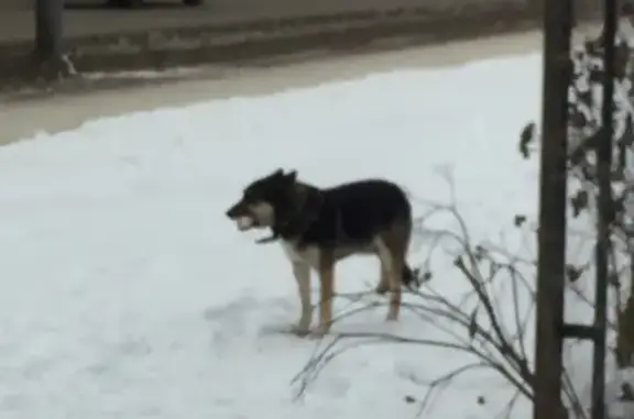 Найдена собака в Мотовилихинском районе, нужна помощь