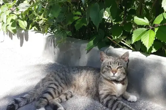 Кошки потеряшки, Тамбов, фото: Потеряшка кот Кузьма на ул. Рылеева, р-н 31 школы!