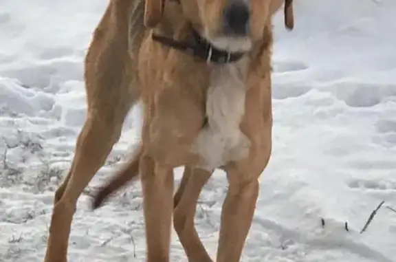 Собака найдена на трассе в Бугульме