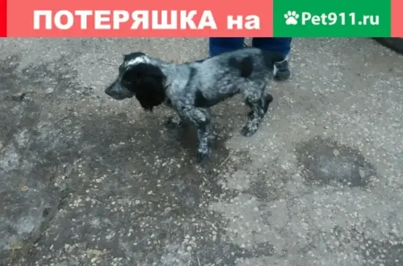 Найден щенок в Волжском!