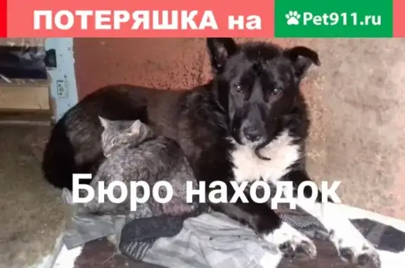 Пропала крупная собака Фома в Архангельске