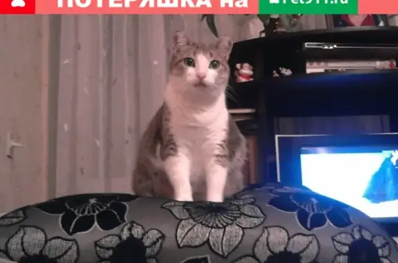 Пропала кошка Роза в Бузулуке