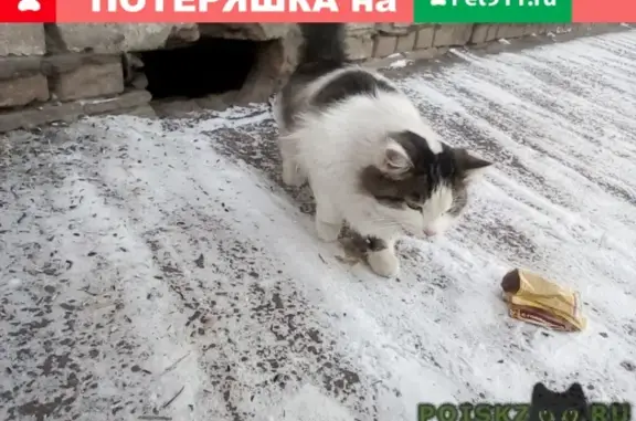 Милая пушистая кошка ищет дом в Красноярске