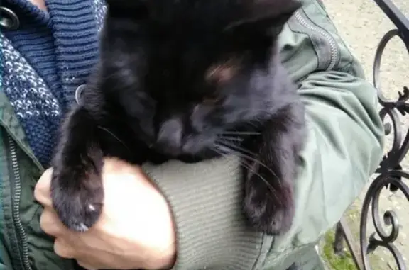 Найден домашний черный кот на ул. Солнечной в Краснодаре