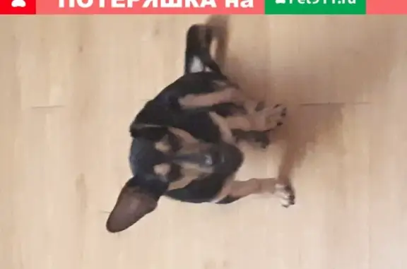 Собака похожая на таксу найдена в Минусинске, Красноярский край