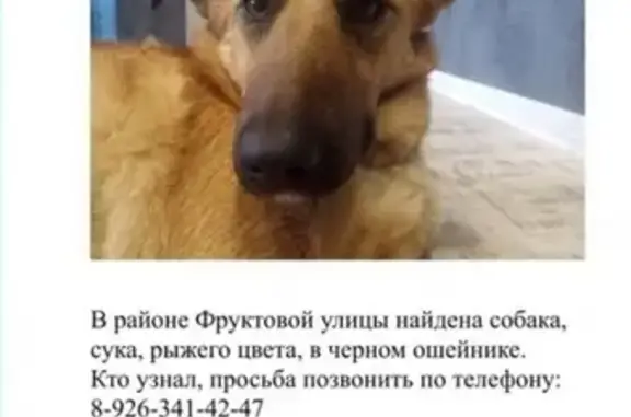 Найдена собака в Москве, ЮАО, ул. Фруктовая и Варшавское шоссе