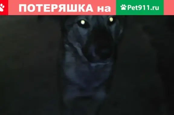 Найдена собака в Коркино - помогите!