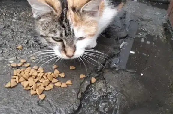 Найдена голодная кошка на 20 Горно-Стрелковой Дивизии